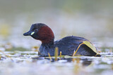 Image. Little Grebe