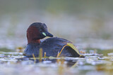 Image. Little Grebe