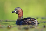 Image. Little Grebe