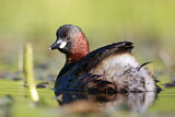 Image. Little Grebe