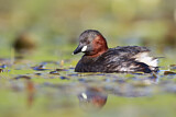 Image. Little Grebe