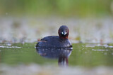 Image. Little Grebe