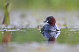 Image. Little Grebe