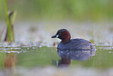 Image. Little Grebe