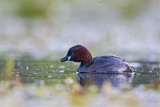 Image. Little Grebe