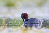 Image. Little Grebe