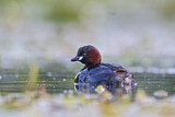 Image. Little Grebe