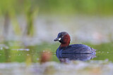 Image. Little Grebe