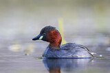 Image. Little Grebe
