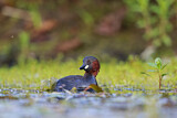 Image. Little Grebe