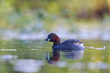 Image. Little Grebe