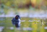 Image. Little Grebe