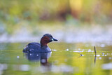 Image. Little Grebe
