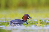 Image. Little Grebe