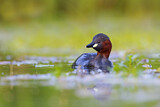 Image. Little Grebe
