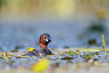 Image. Little Grebe