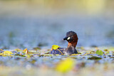 Image. Little Grebe