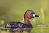 Image. Little Grebe