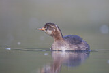 Image. Little Grebe