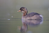 Image. Little Grebe