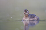 Image. Little Grebe