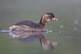 Image. Little Grebe