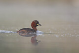 Image. Little Grebe