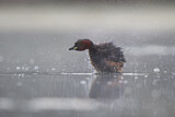 Image. Little Grebe