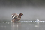 Image. Little Grebe