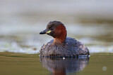 Image. Little Grebe