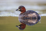 Image. Little Grebe