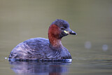 Image. Little Grebe