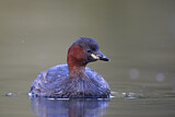 Image. Little Grebe