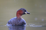 Image. Little Grebe