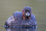 Image. Little Grebe