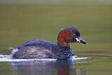 Image. Little Grebe