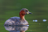 Image. Little Grebe