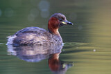 Image. Little Grebe