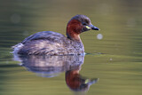 Image. Little Grebe