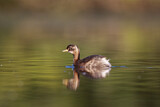 Image. Little Grebe