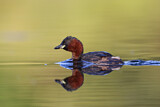 Image. Little Grebe