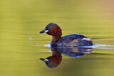 Image. Little Grebe