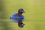 Image. Little Grebe