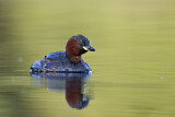 Image. Little Grebe