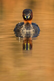 Image. Little Grebe