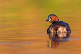 Image. Little Grebe
