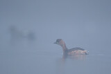 Image. Little Grebe