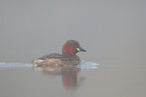 Image. Little Grebe
