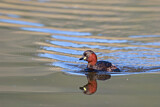 Image. Little Grebe