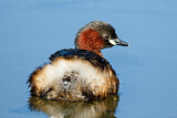 Image. Little Grebe